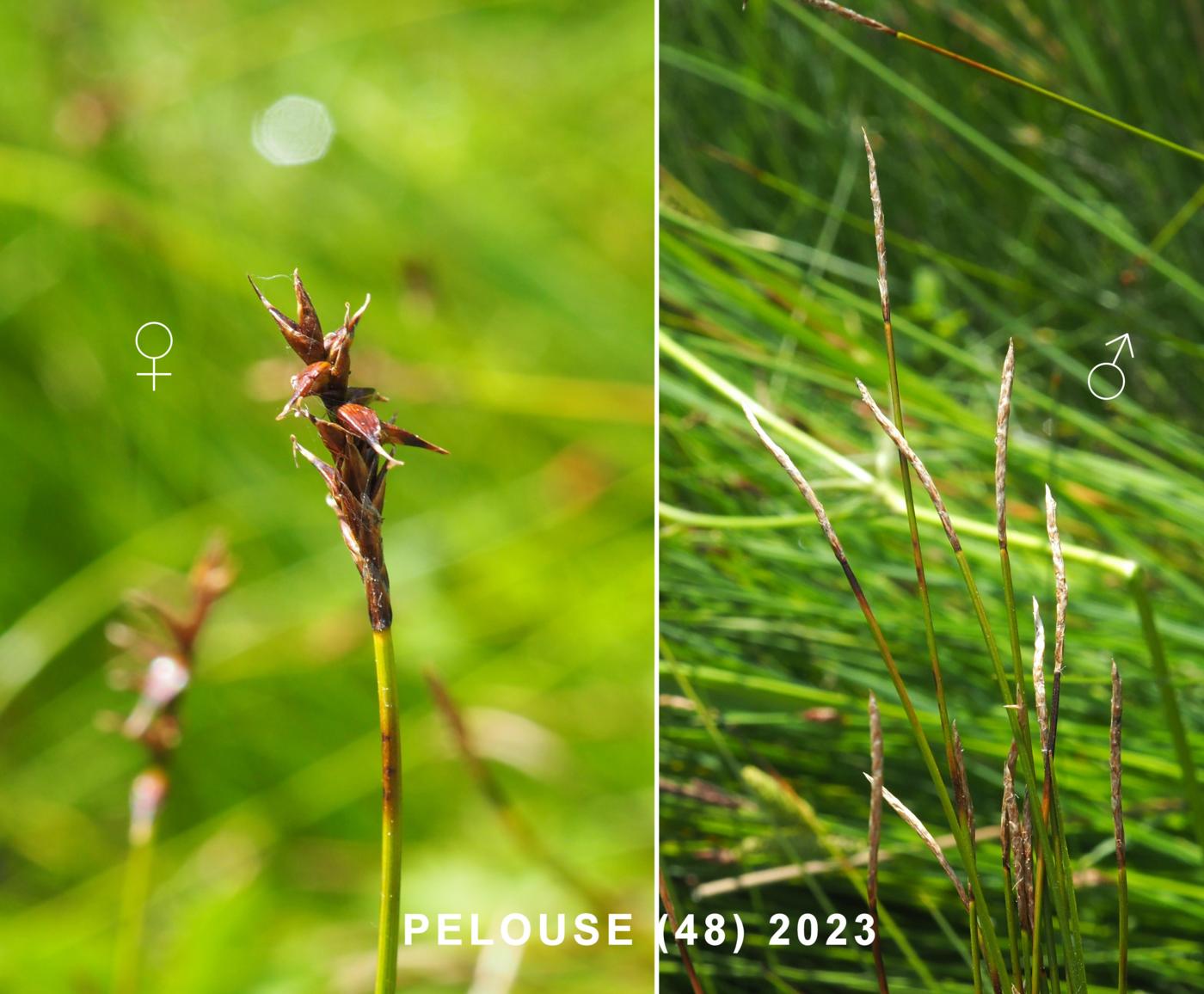 Sedge, of  Davali flower